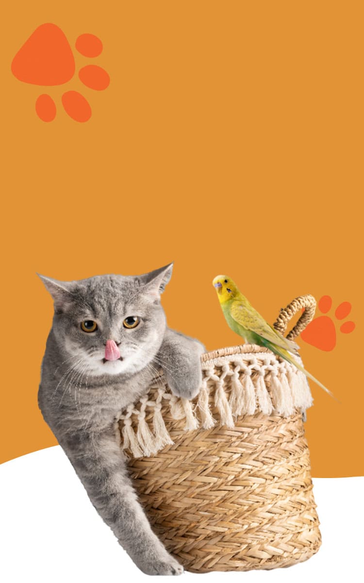 Premium Essentials for Cats, Dogs, and Small Pets