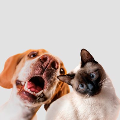 Joyful dog and curious cat with premium pet products at RobyPet
