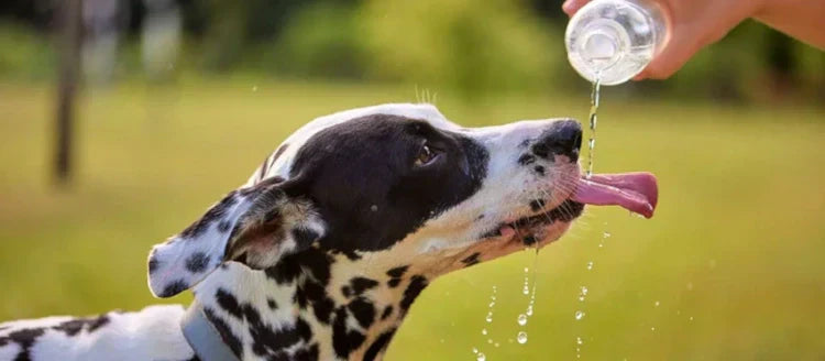 dog drinking water from a portable bowl during a hiking break to prevent heatstroke.
