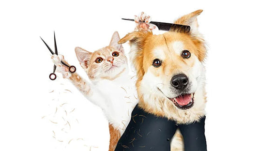 How to Care for Your Pet at Home - Grooming Tips