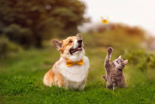 How to Manage Pet Hair at Home - Practical Tips for Pet