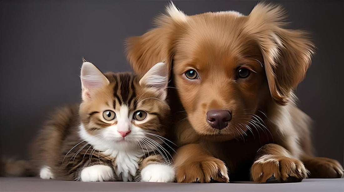 Keeping Pets Safe and Happy During Walks: A Guide for Owners