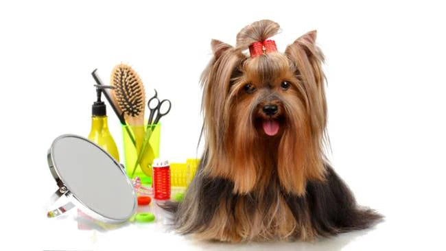 DIY Grooming & Care Essentials