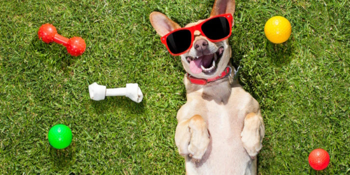 Best Interactive Toys for Dogs and Cats