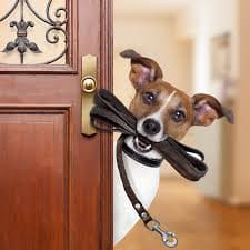 A collection of happy pets and their owners showcasing essential pet supplies and care products for dogs and cats of all breeds