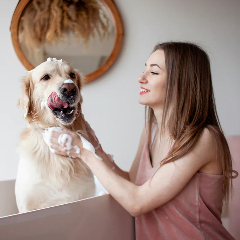 Smiling woman washing Golden Retriever with soap for grooming care