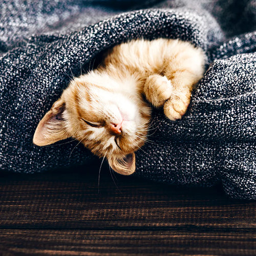 Robypety premium cat accessories collection featuring cozy beds and designer scratching posts