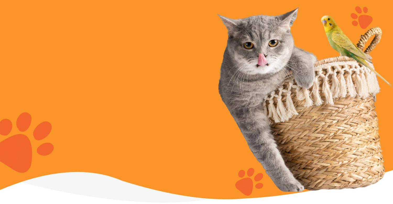 Premium Essentials for Cats, Dogs, and Small Pets