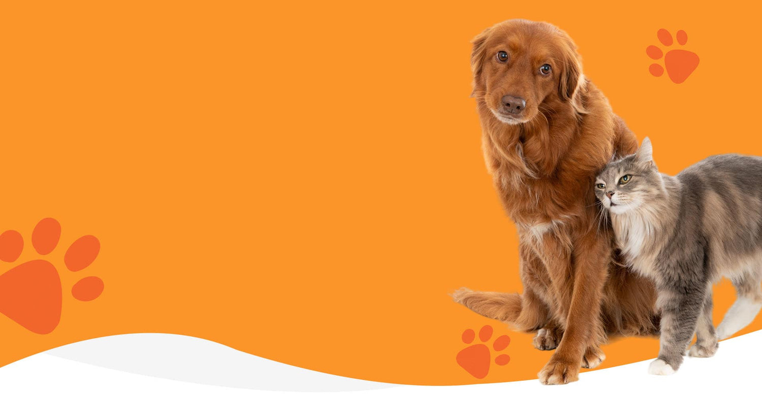 A happy dog and cat side-by-side, representing the Robypety premium pet care and accessories collection