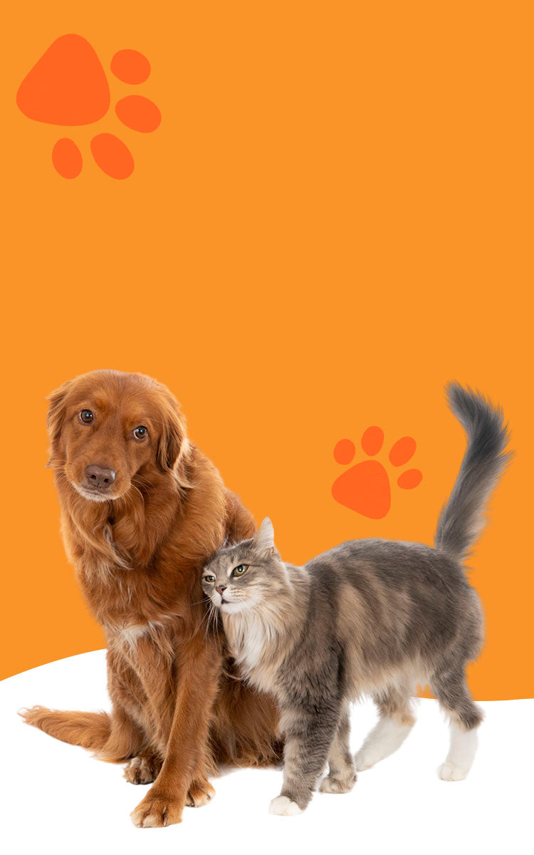 A happy dog and cat side-by-side, representing the Robypety premium pet care and accessories collection