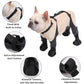 Dog wearing adjustable waterproof dog boots with buckle straps, velcro fixation, and anti-slip textured soles