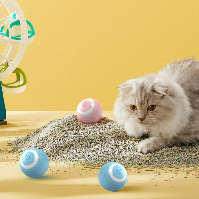 Indoor cat playing with interactive rolling cat balls for exercise